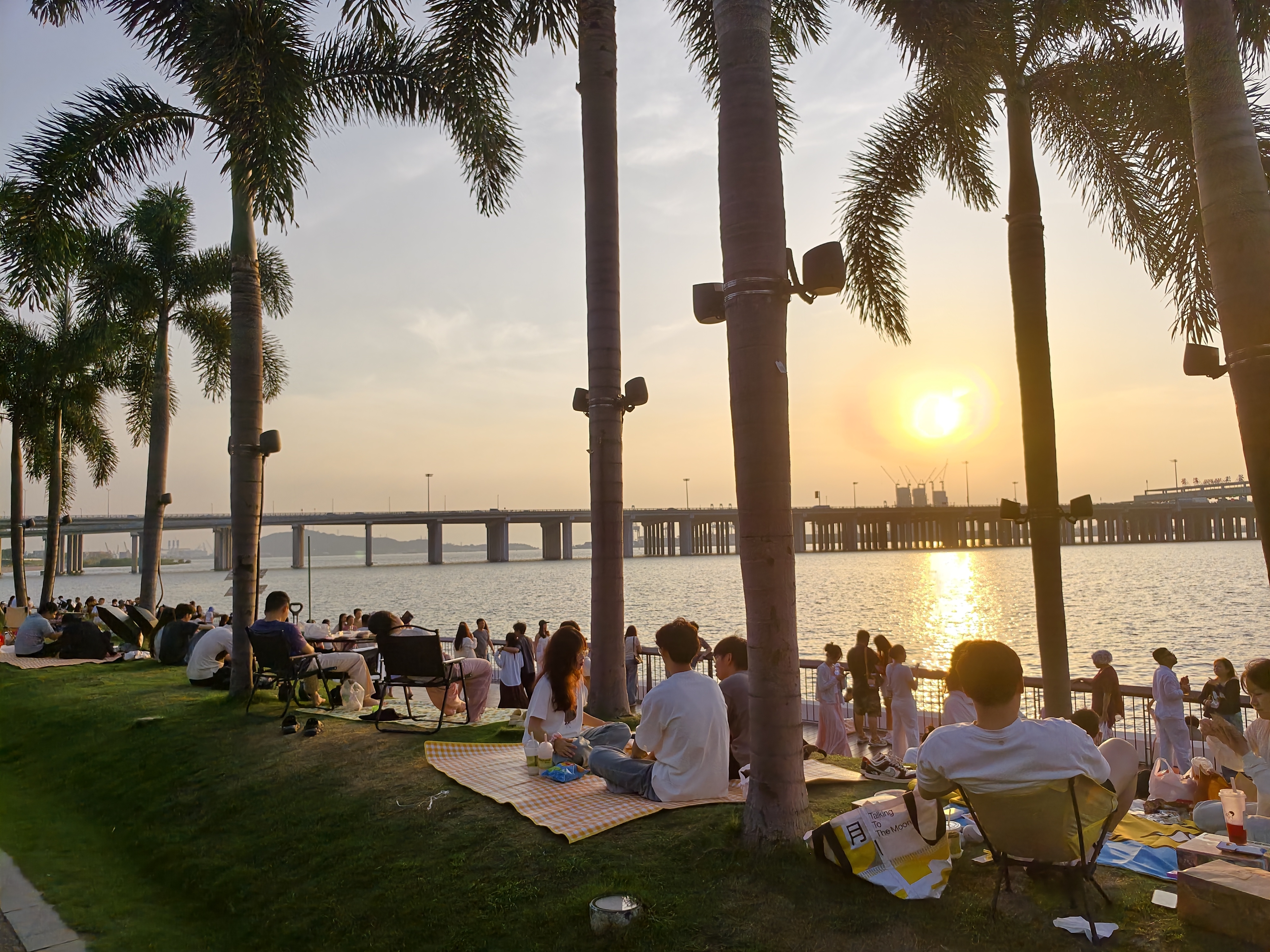 Coconut Palms at Sunset